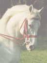 Lipizzaner