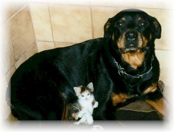 Hund & Katz