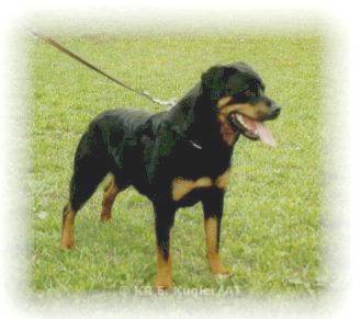 Kimba von Favoriten